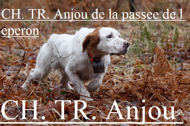 TR. CH. Anjou de la passee de l eperon