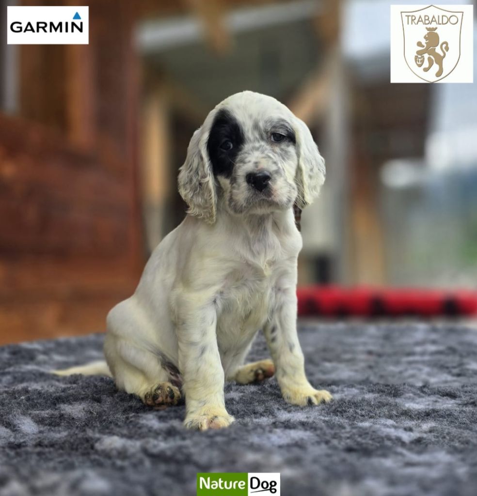 du mas des Vernets - Chiots disponibles - Setter Anglais