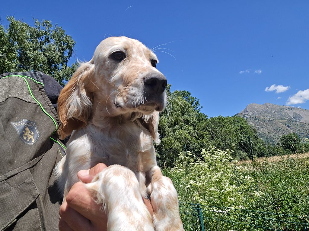 du mas des Vernets - Chiots disponibles - Setter Anglais