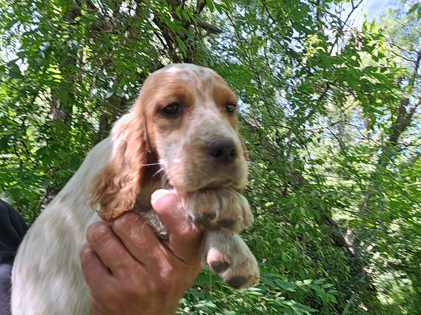 du mas des Vernets - Chiots disponibles - Setter Anglais