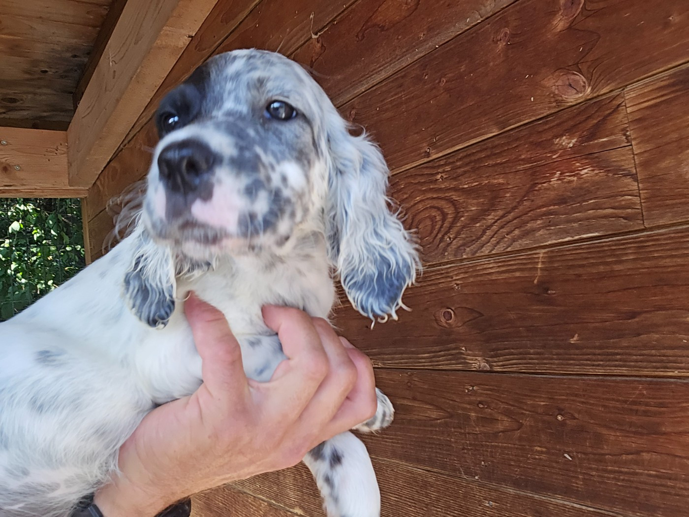 du mas des Vernets - Chiots disponibles - Setter Anglais