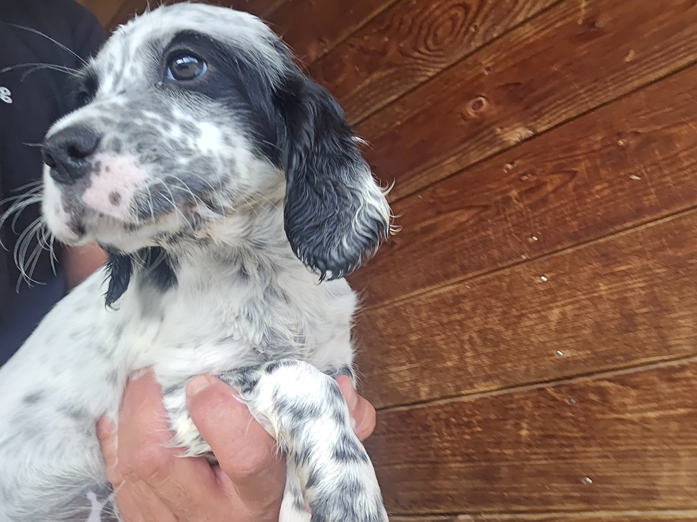 du mas des Vernets - Chiots disponibles - Setter Anglais