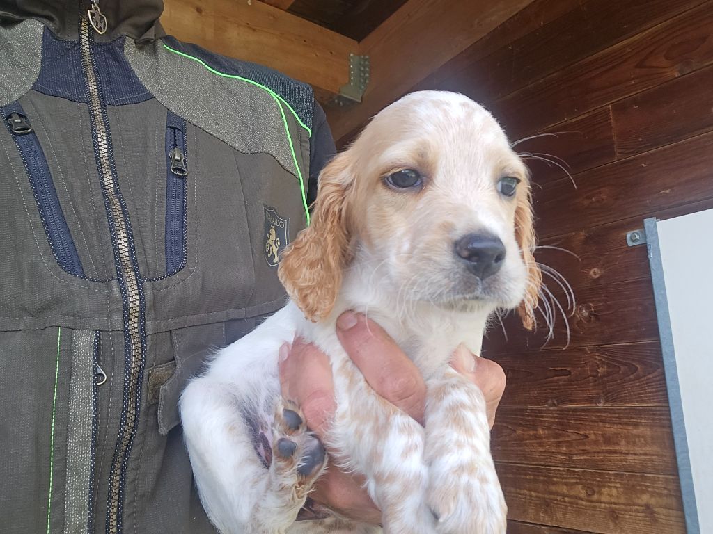 du mas des Vernets - Chiots disponibles - Setter Anglais