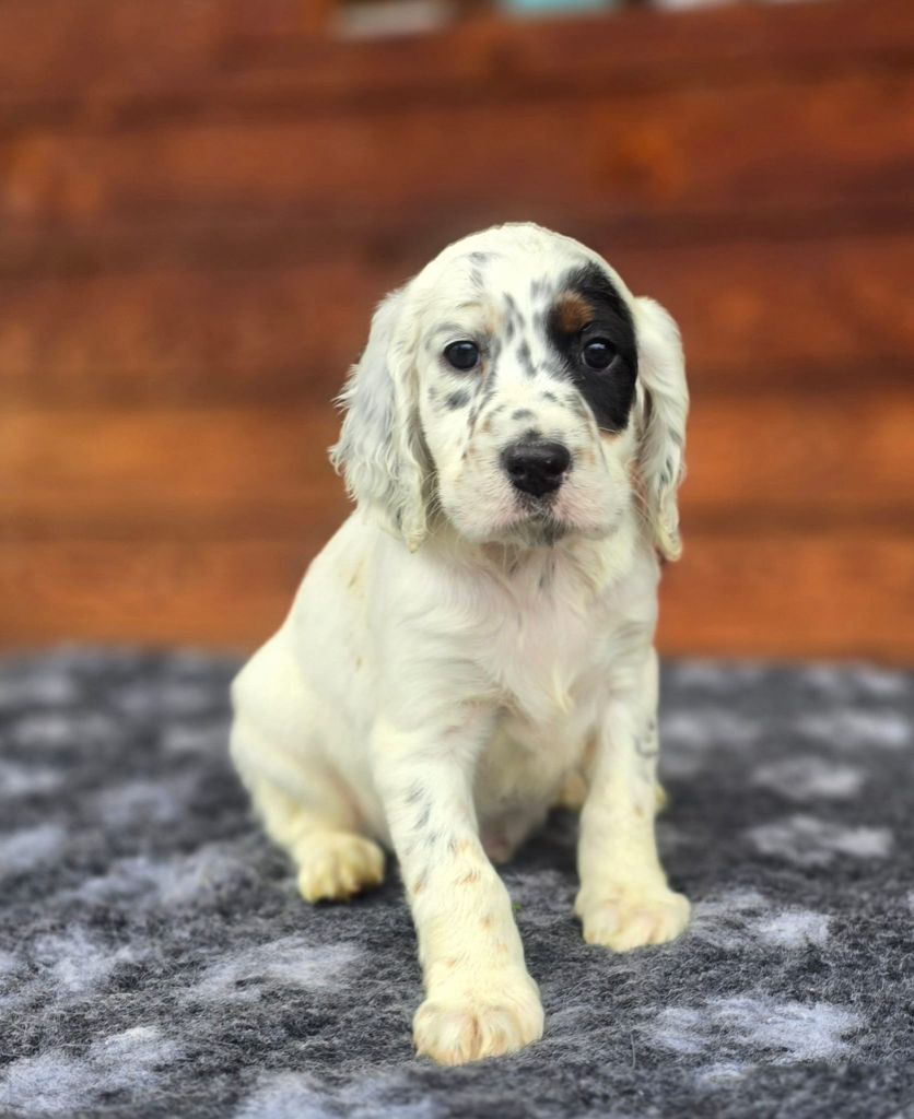 du mas des Vernets - Chiots disponibles - Setter Anglais