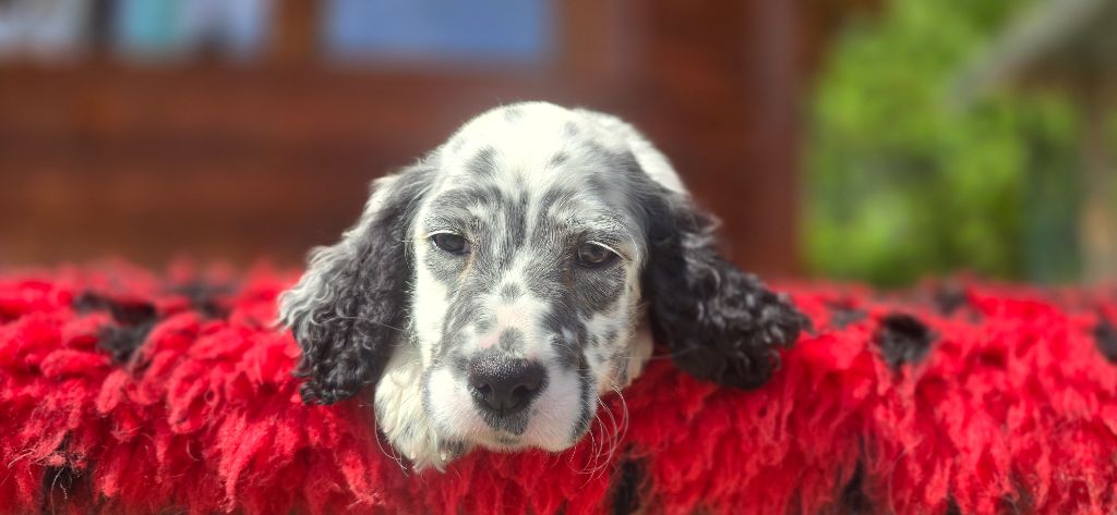 du mas des Vernets - Chiots disponibles - Setter Anglais