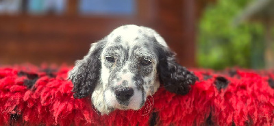 CHIOT