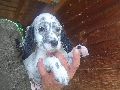 CHIOT