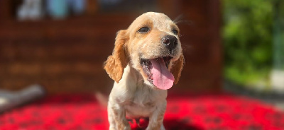 CHIOT