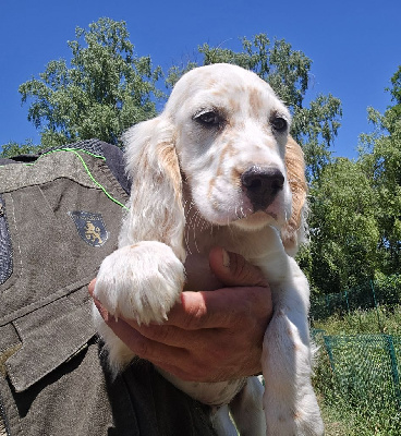 CHIOT