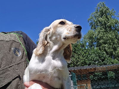 CHIOT 1