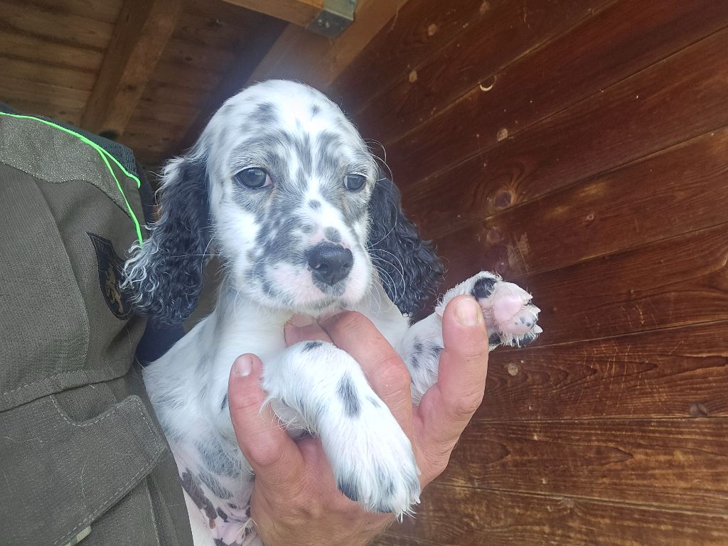 du mas des Vernets - Chiots disponibles - Setter Anglais