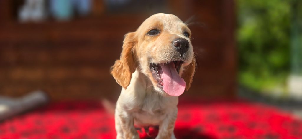 du mas des Vernets - Chiots disponibles - Setter Anglais